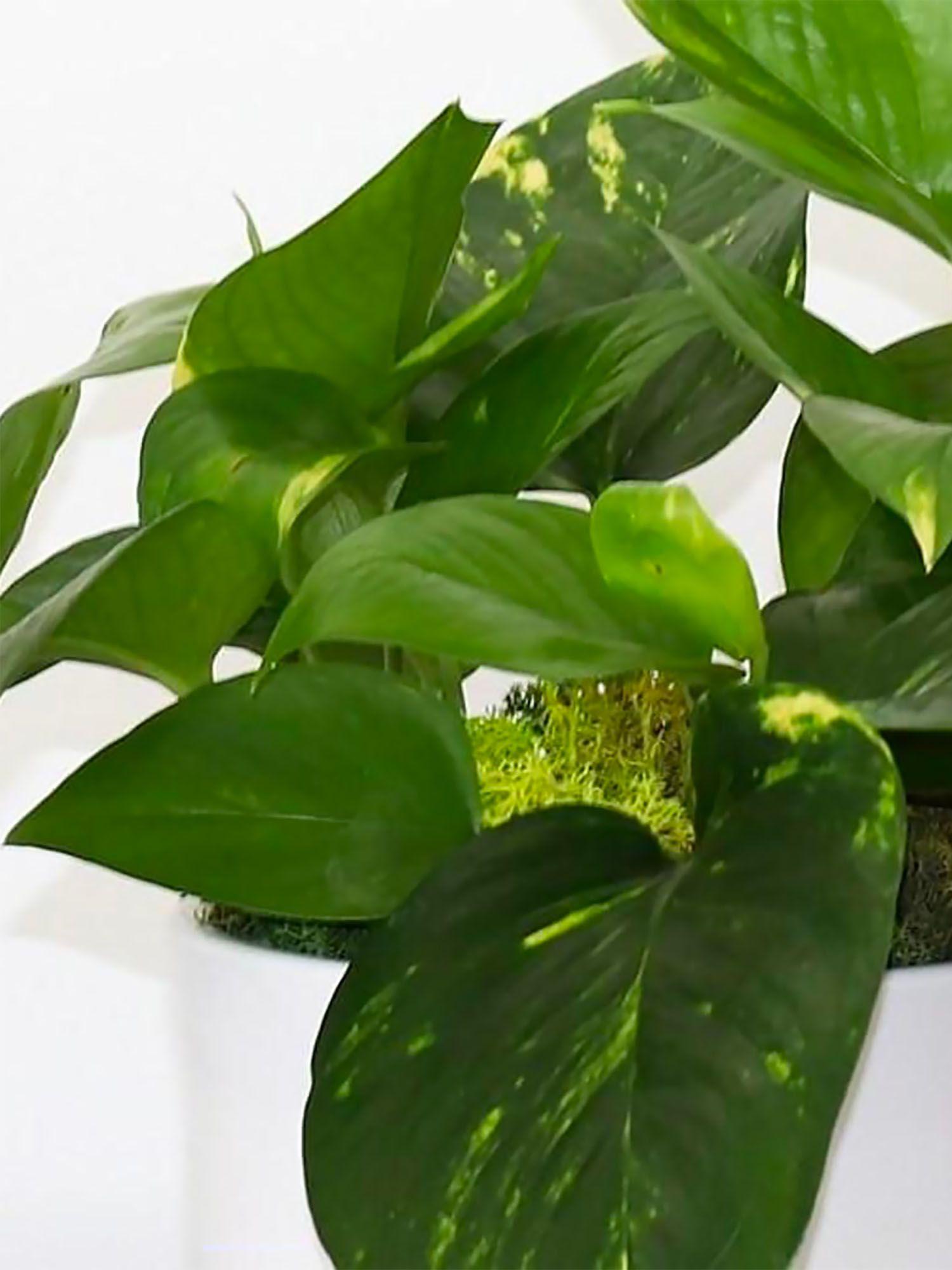 Pothos Cascade - Apple