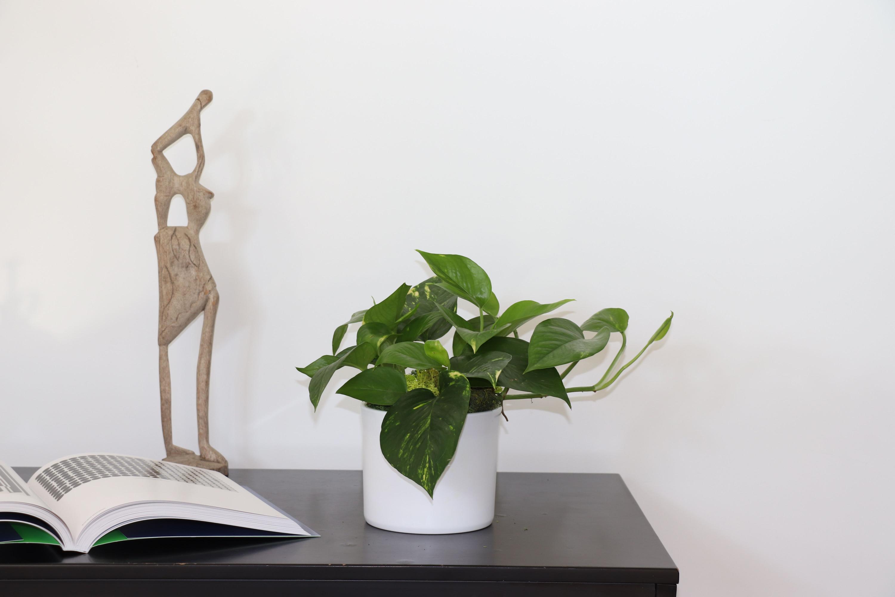 Pack XL - Plantes faciles à entretenir