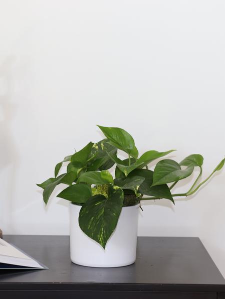 Pack XL - Plantes faciles à entretenir