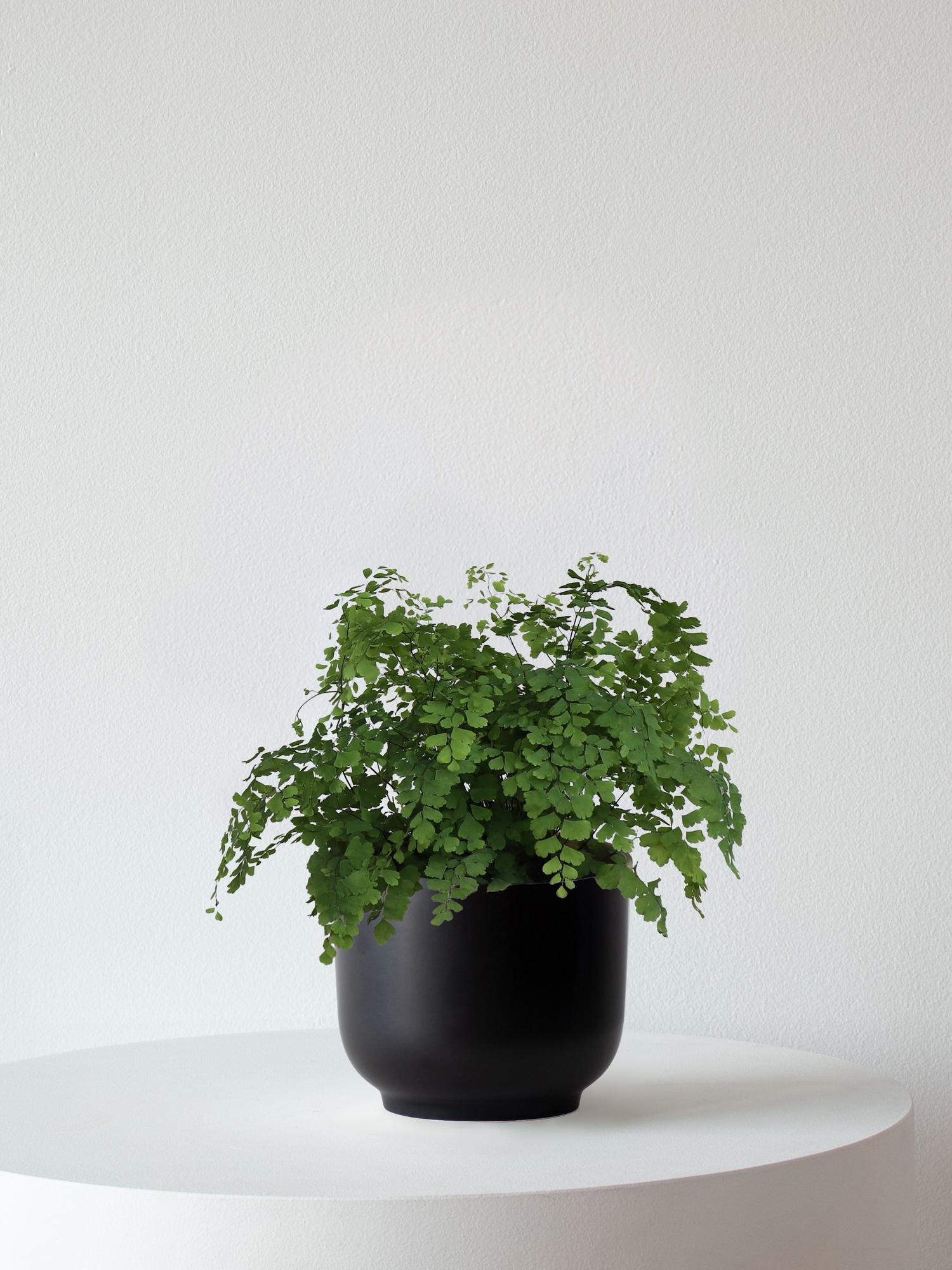 Maidenhair Fern