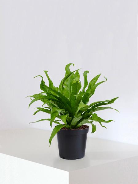 Bird's Nest Fern