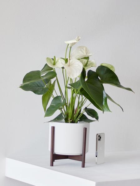 Anthurium - Queen of Spades