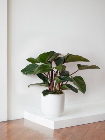 indoor plants picture