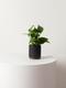 Jade Pothos