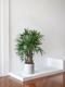 Lady Palm