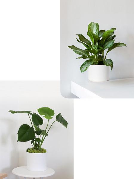 Duo Monstera X Silver Evergreen- Mid-Century