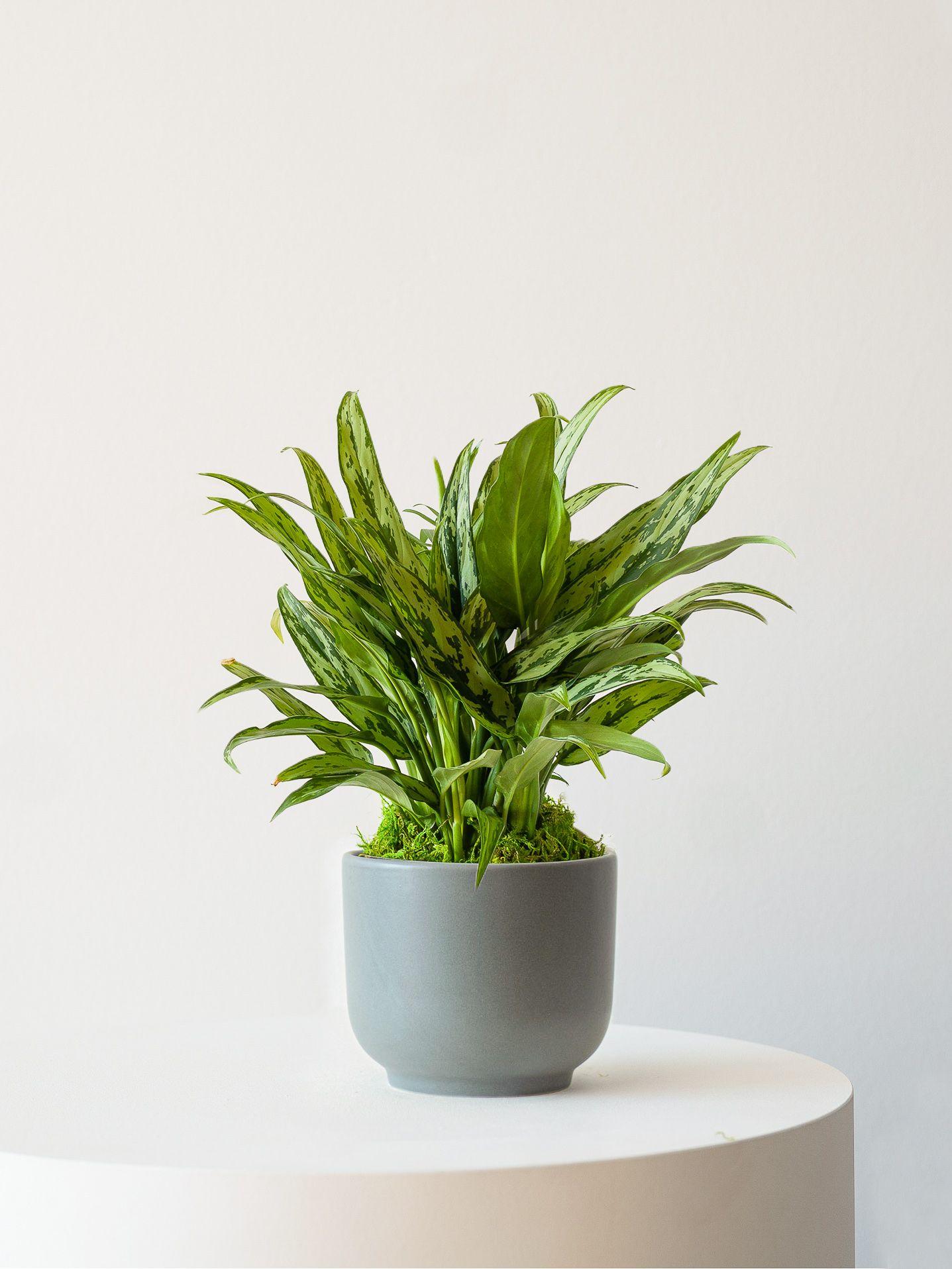 tiger-evergreen-gray-nouvelle-