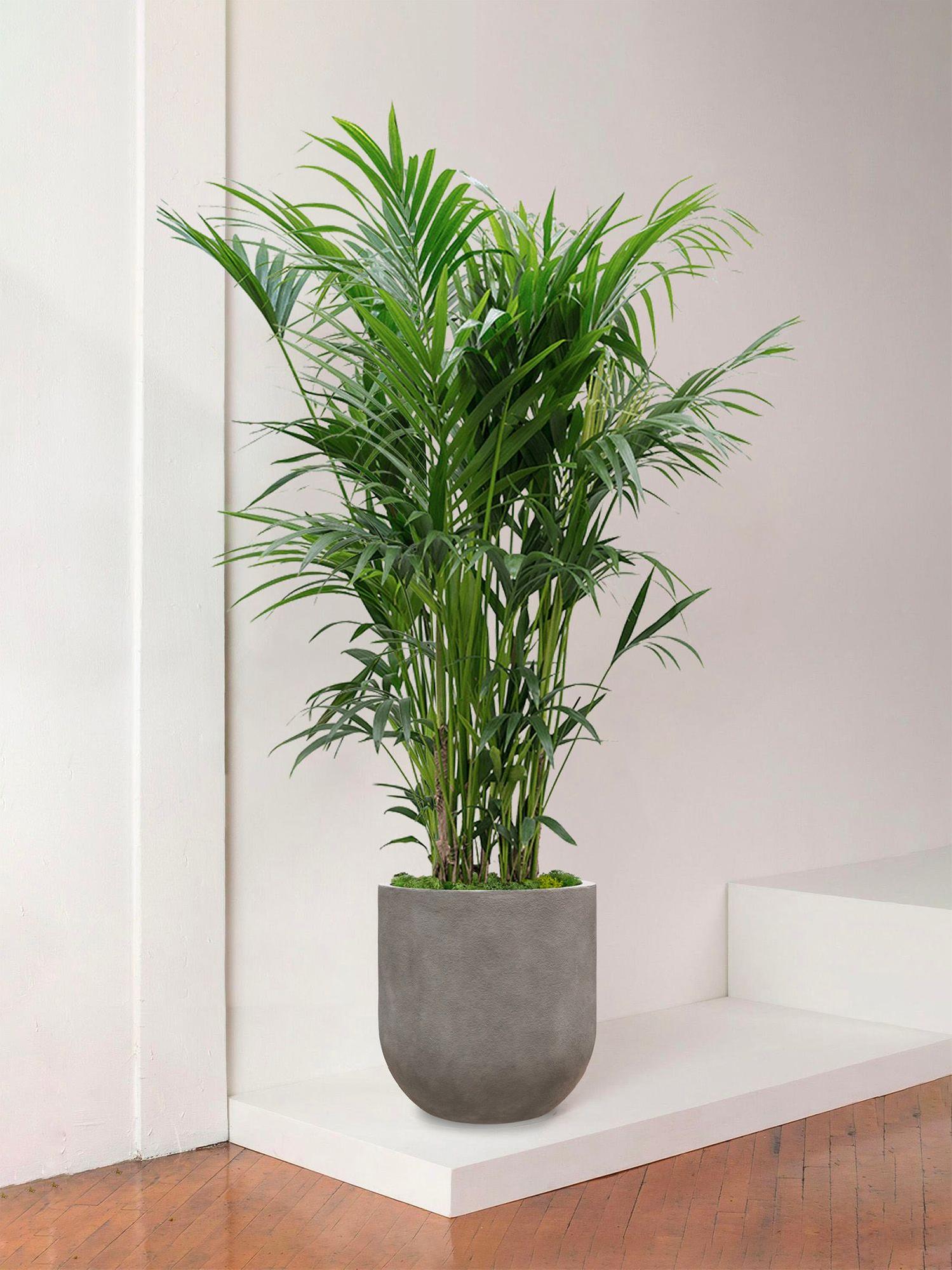 mini monstera monkey mask Monstera | Monkey Mask main image 0