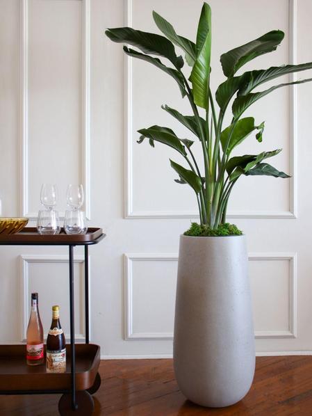 Bird of Paradise