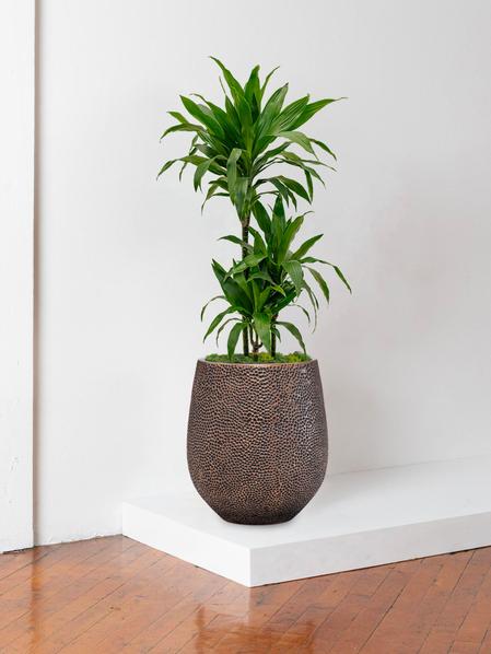 Dracaena Fragrans Janet