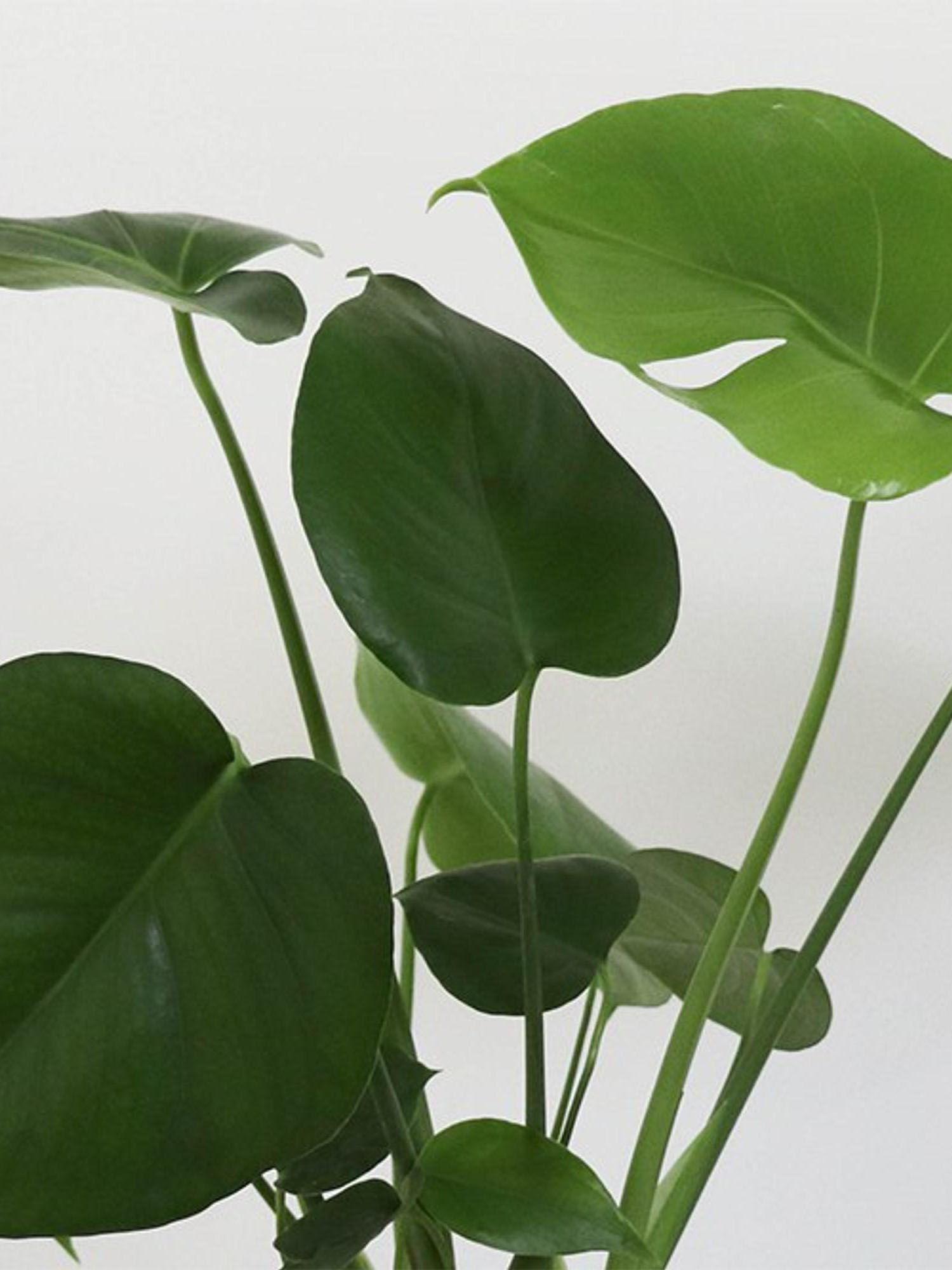 Duo Monstera X Silver Evergreen Medium (60 cm) + Mid-Century Pot | Lon &  George
