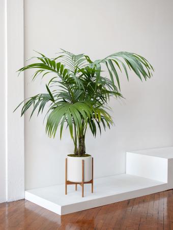 indoor plants picture