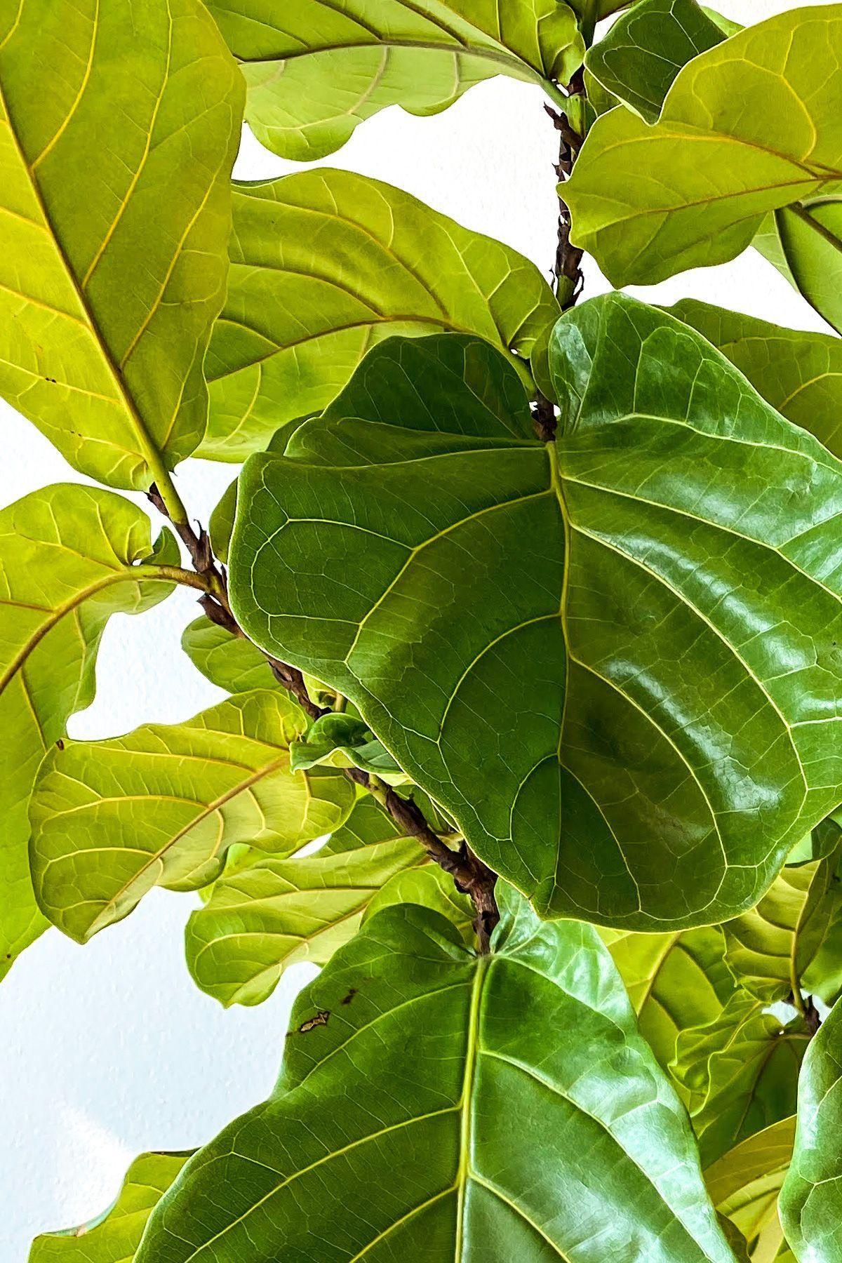 Ficus Lyrata Canopée