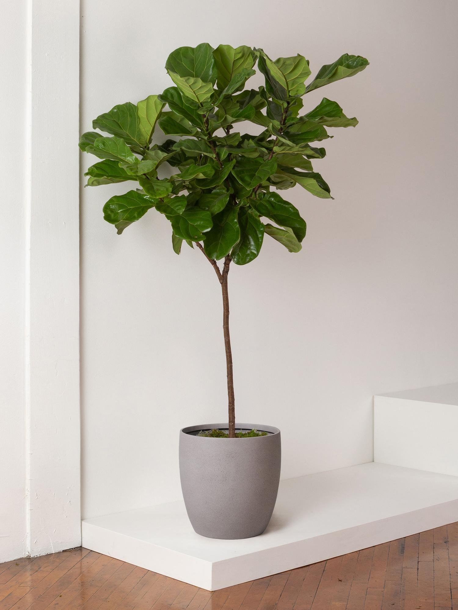 Fiddle Leaf Fig Tree - Black Mediterra Pot