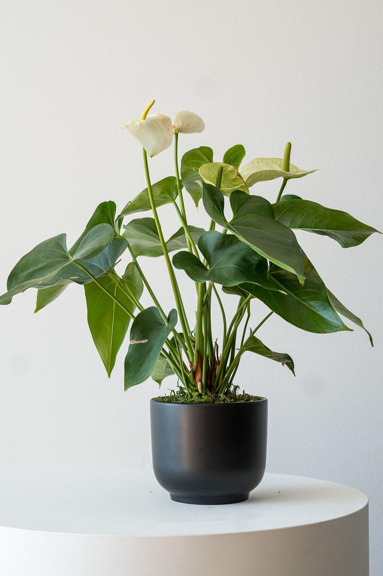 amoena dieffenbachia Dieffenbachia, Tropic Snow 4