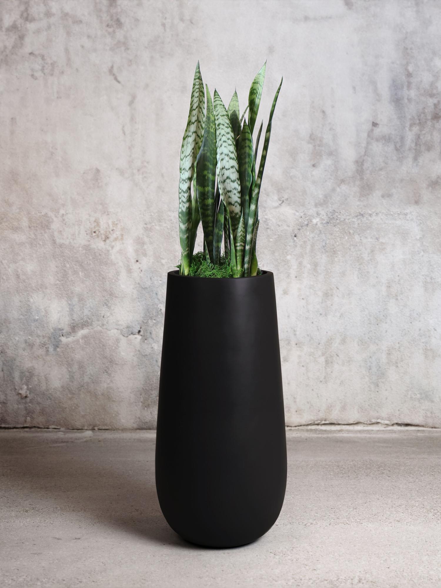 Black Coral Snake Plant