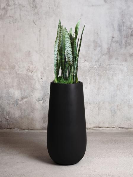 Black Coral Snake Plant