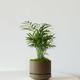 Parlor Palm