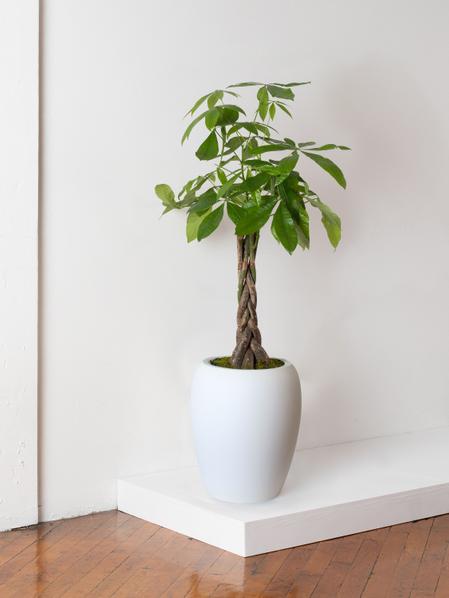 Braided Money Tree
