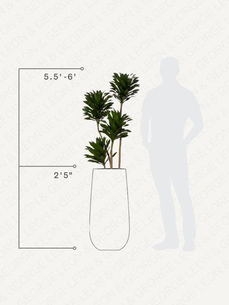 Dracaena Compacta