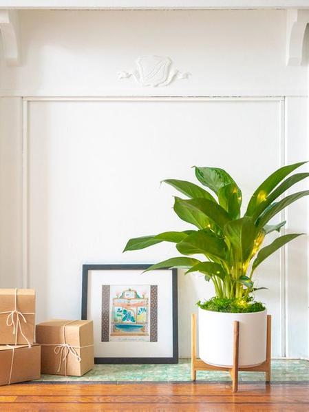 Silver Evergreen