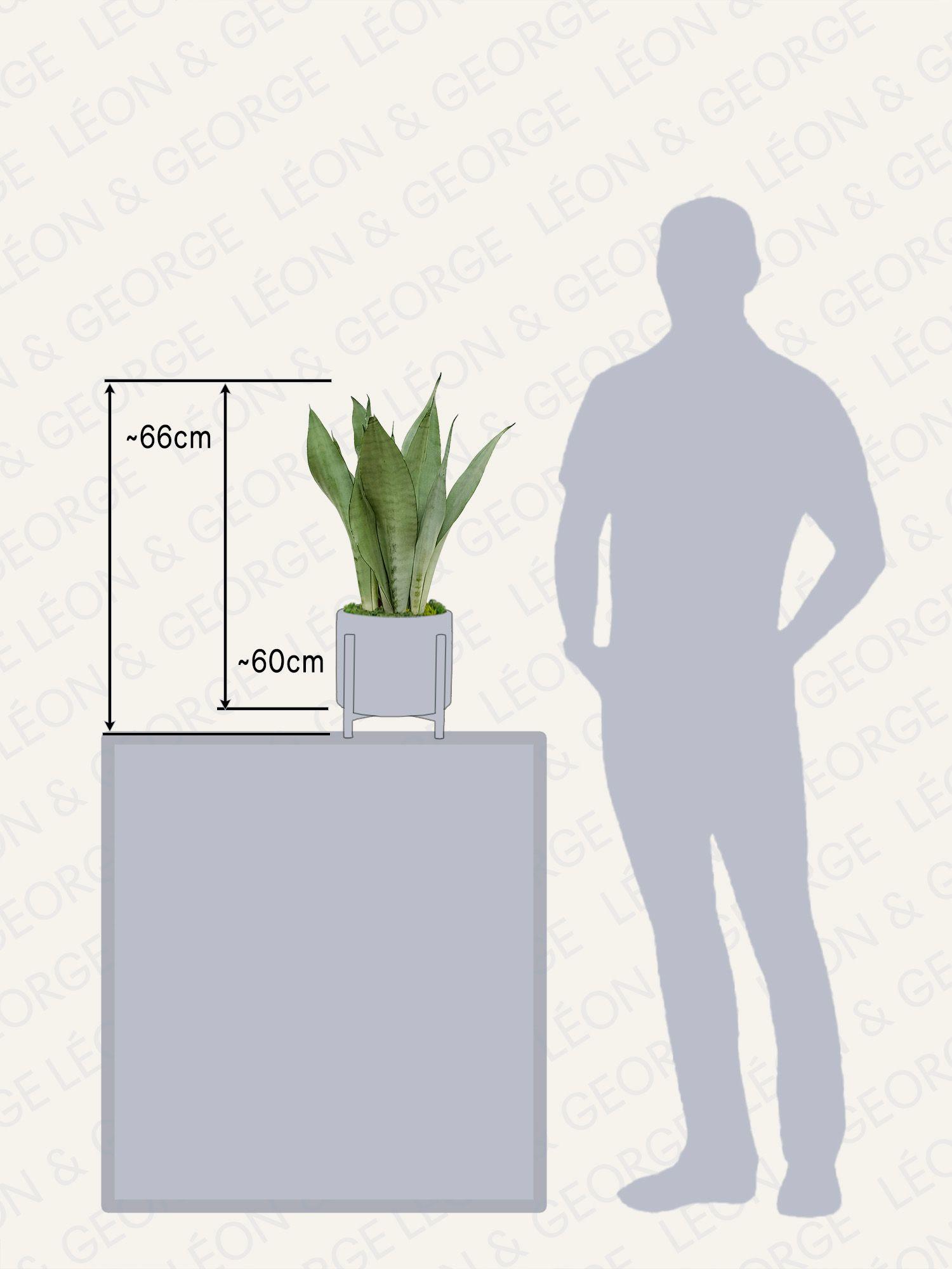 Sansevieria Moonshine