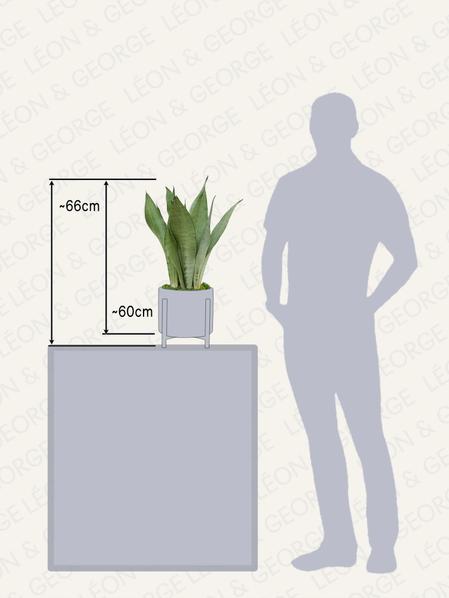 Sansevieria Moonshine