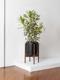 Dracaena Song of India