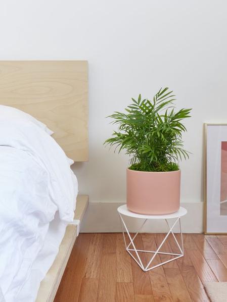Parlor Palm