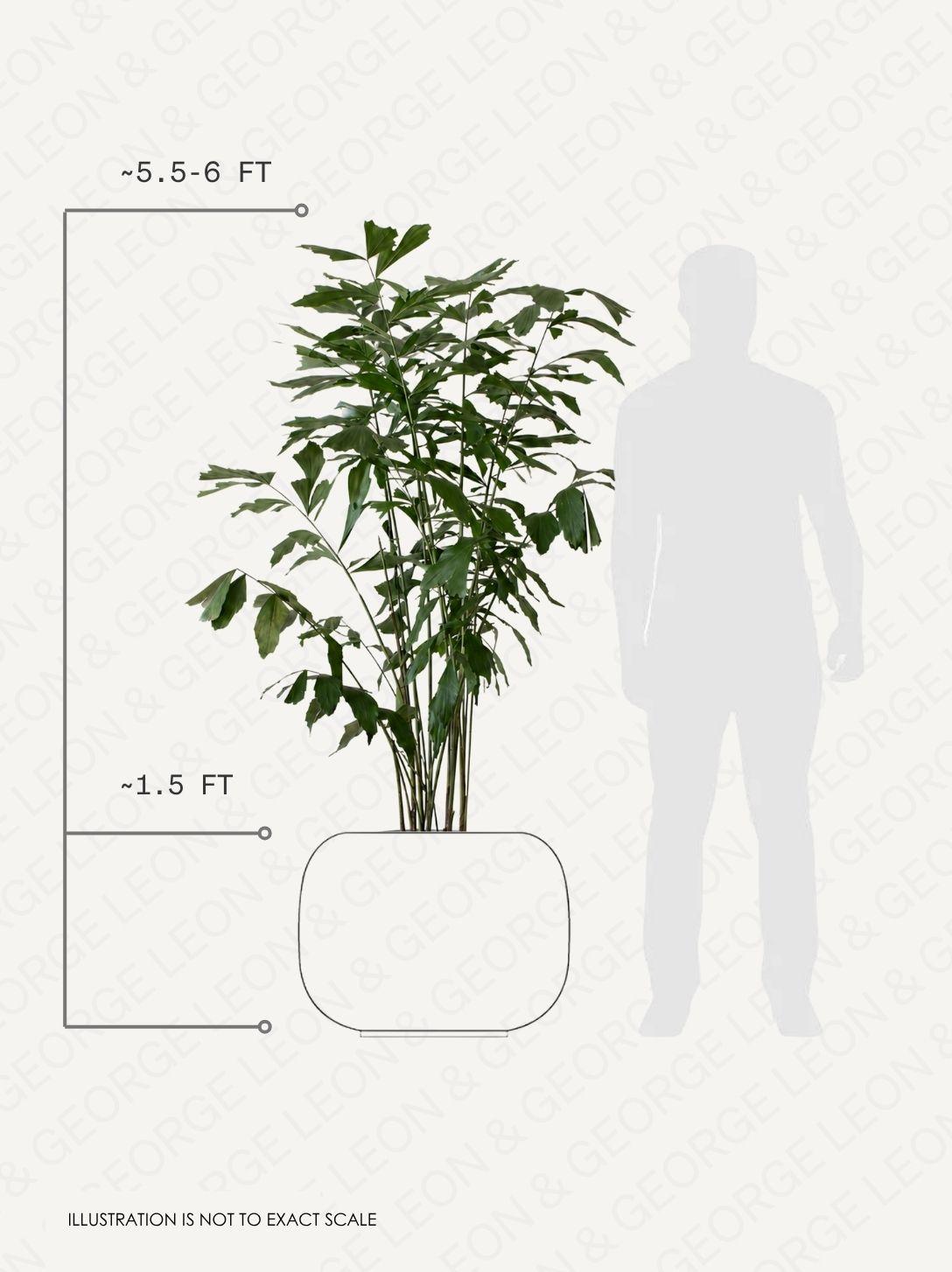 Fishtail Palm