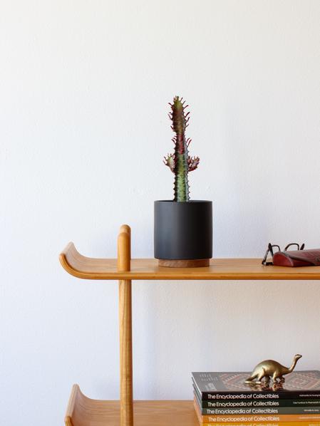Euphorbia Trigona