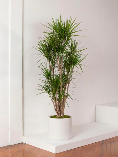 Dracaena Marginata
