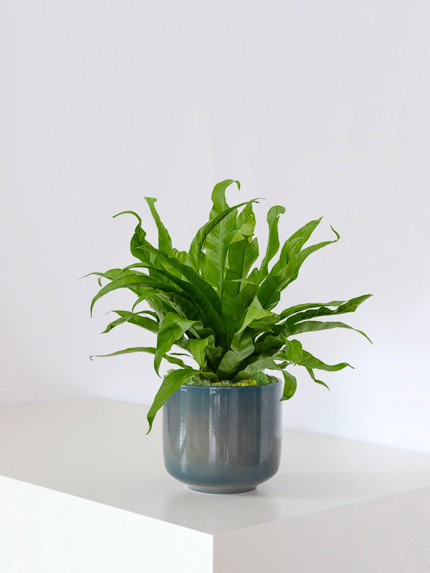 Fougère nid d'oiseau