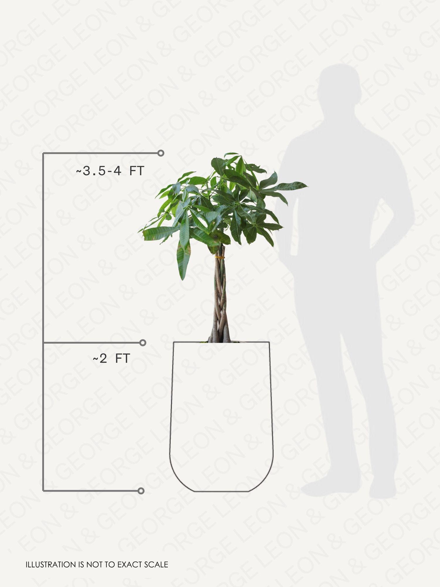Braided Money Tree pot and plant dimensions