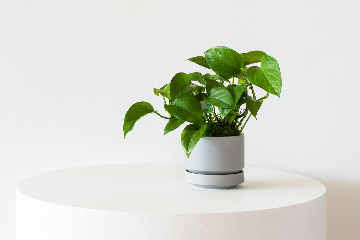 10 inch plant pot Self-Watering Plant Pot Set of 2 10