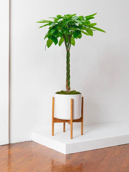 Braided Money Tree