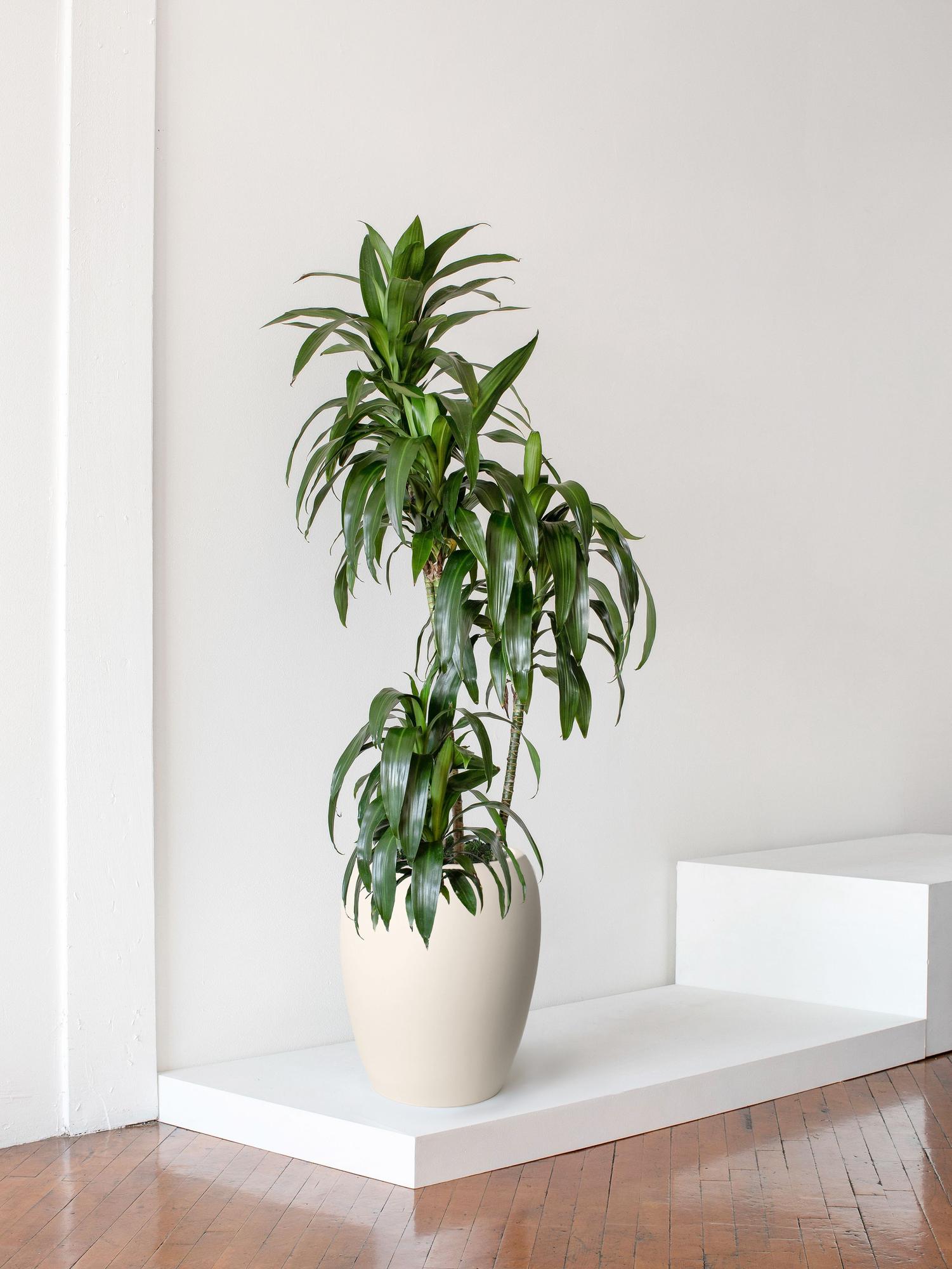 Dracaena Lisa