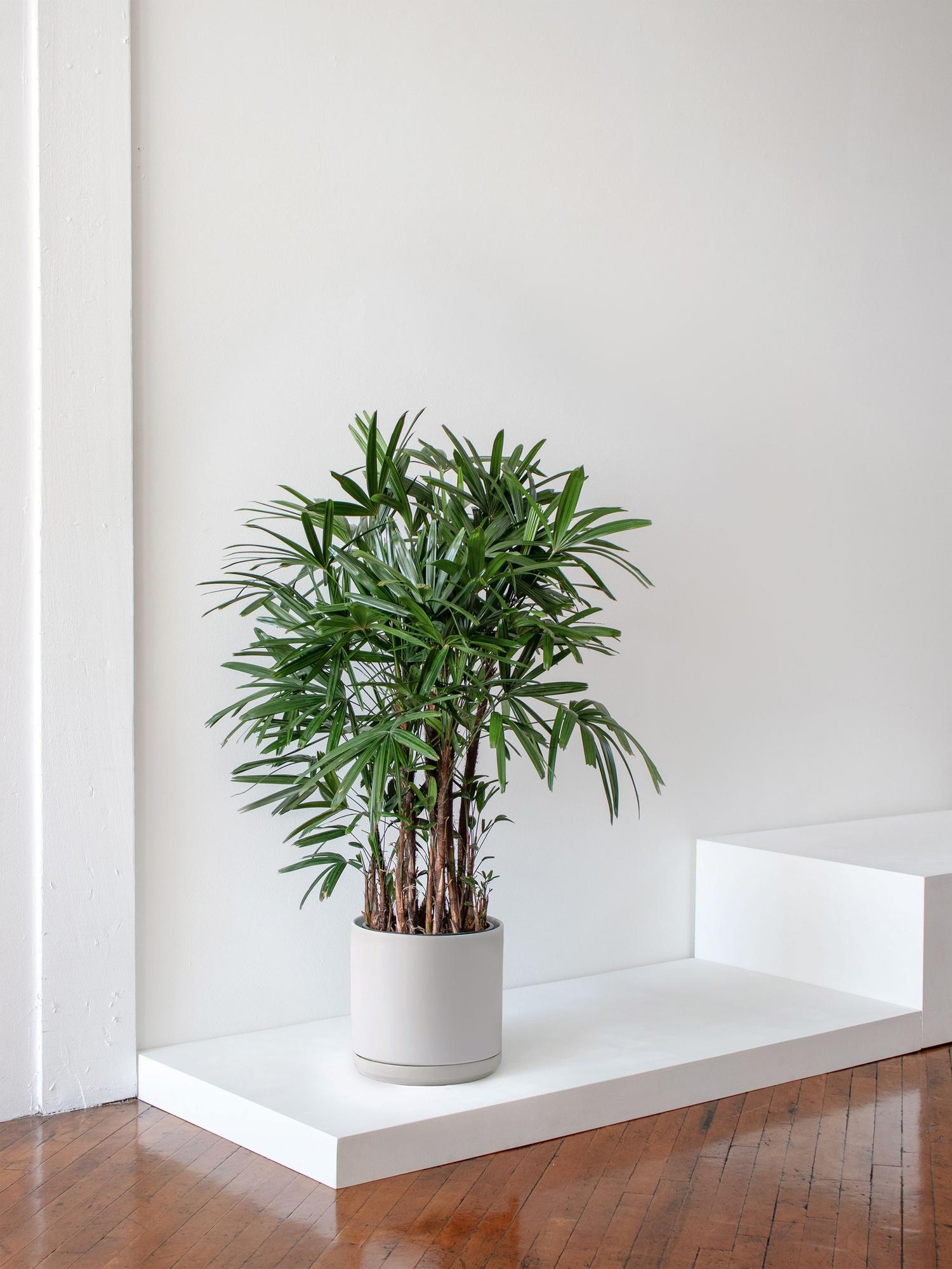 Lady Palm