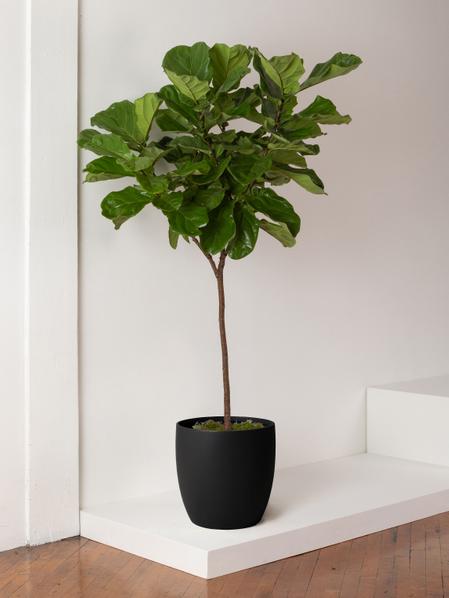 Fiddle Leaf Fig Tree