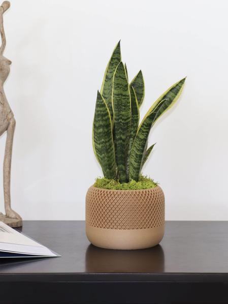 Snake Plant Laurentii