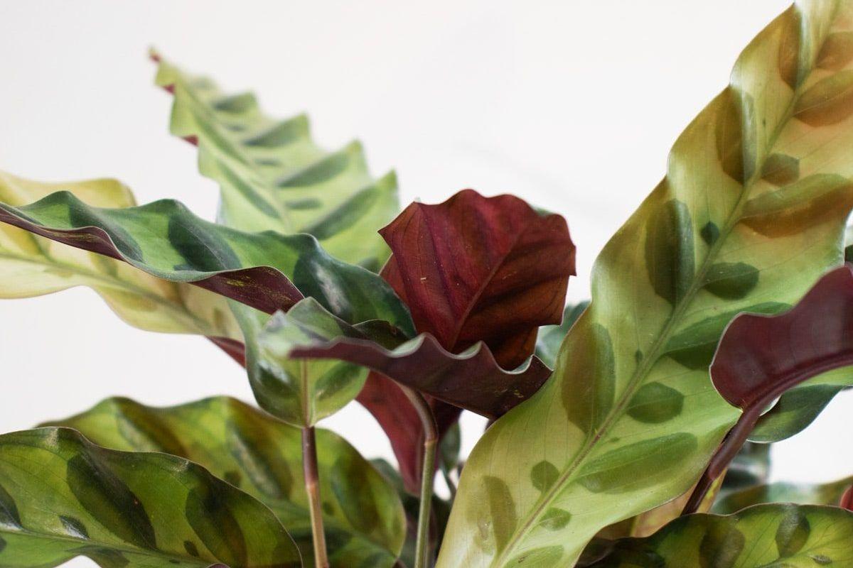 Calathea Rattlesnake - Scandinavian