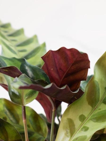 Calathea Rattlesnake - Scandinavian