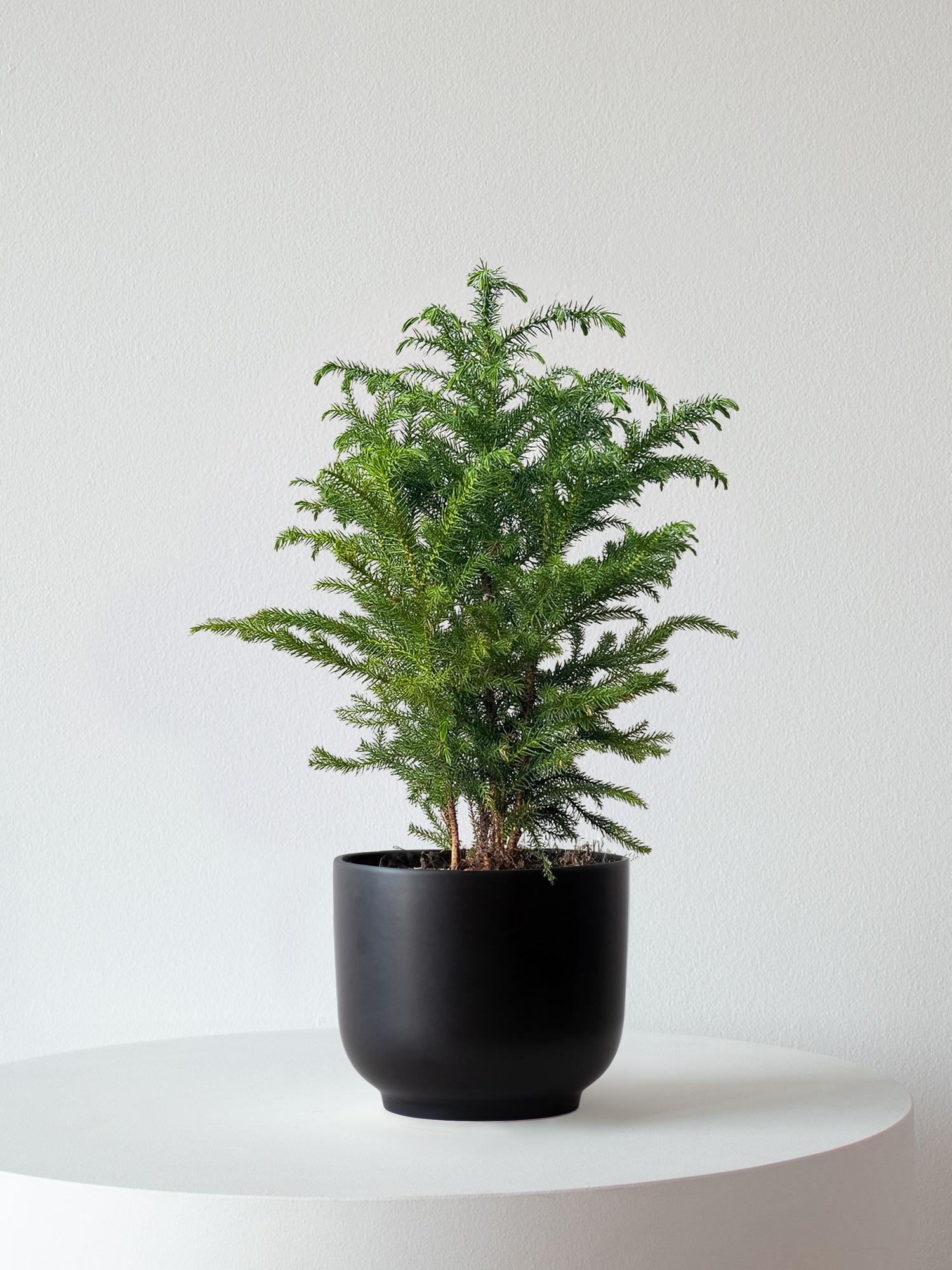 Norfolk Island Pine