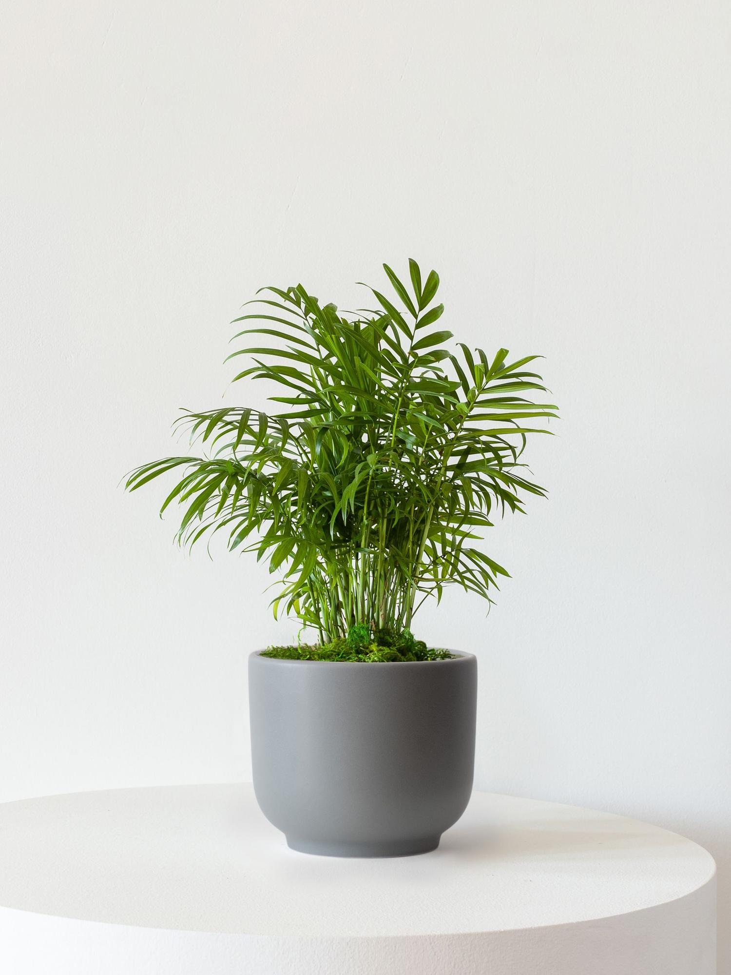 norfolk pine indoor plant Buy Norfolk Island Pine Trees Online main image 1