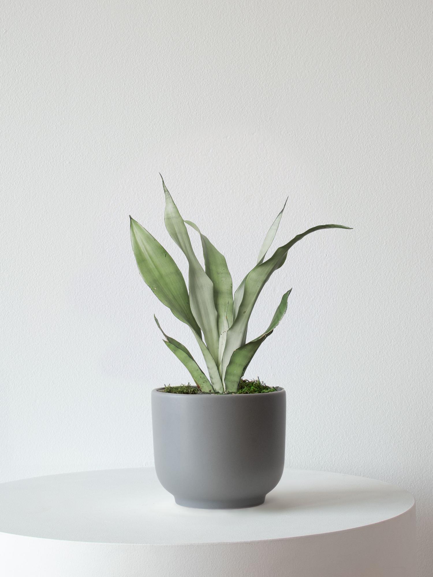 Moonshine Snake Plant