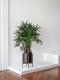 Lady Palm