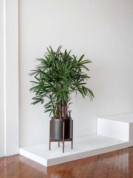 Lady Palm
