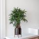 Lady Palm