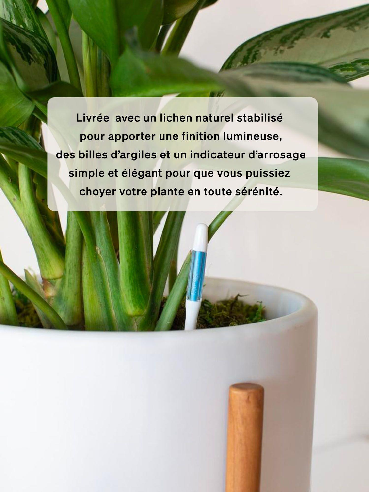 Sansevieria Laurentii