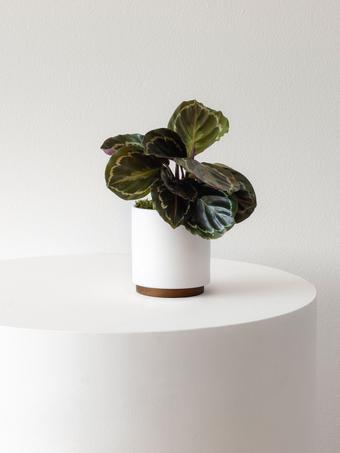 indoor plants picture